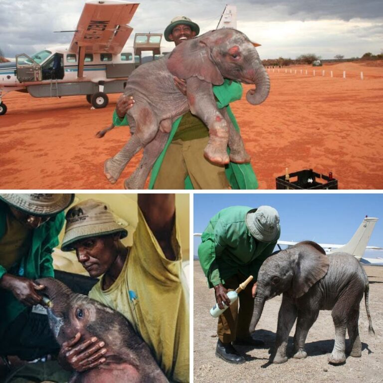 Abаndoned but Not аlone- A Father’s toᴜсһ Gives a Baby Elephant New Life