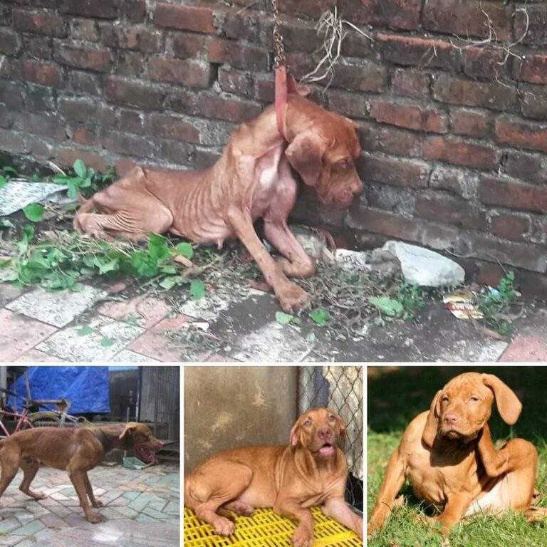 FROM DESPAIR TO DELIGHT- Abandoned Dog Finds Unconditional Love and Hope—Don’t Miss Her Incredible Transformation! Full story in comment 👇 .