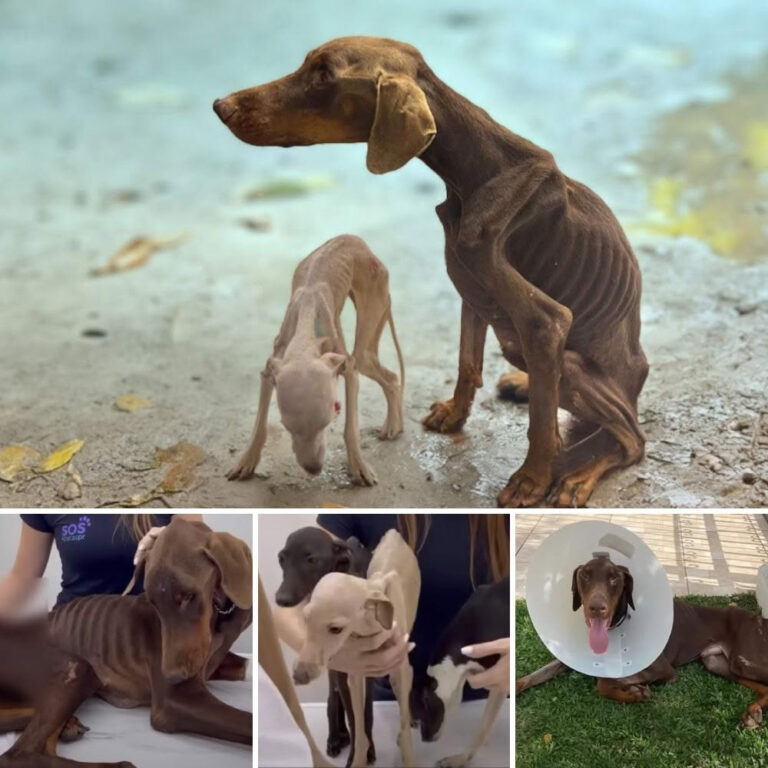 Trapped and Starved- Their Heartfelt Cries for Help Will Break Your Heart – Try to Hold Back the Tears!