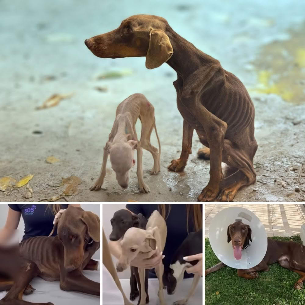 Trapped and Starved- Their Heartfelt Cries for Help Will Break Your Heart – Try to Hold Back the Tears!