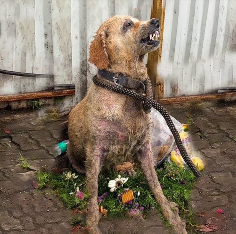 Angel’s Final Journey-A Rescued Dog’s Story of Love and Loss