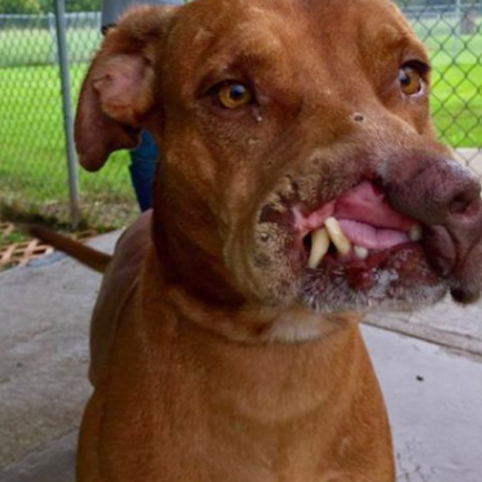 They Dumped Him Because of His Face… But What Happened Next Shocked Everyone Check the comments for the full story!