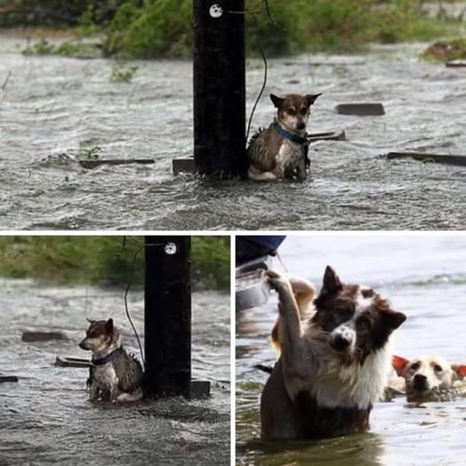 ALONE UNDER THE STORM- Abandoned and trembling with fear, this puppy found love when he no longer had strength 🐶🌧️