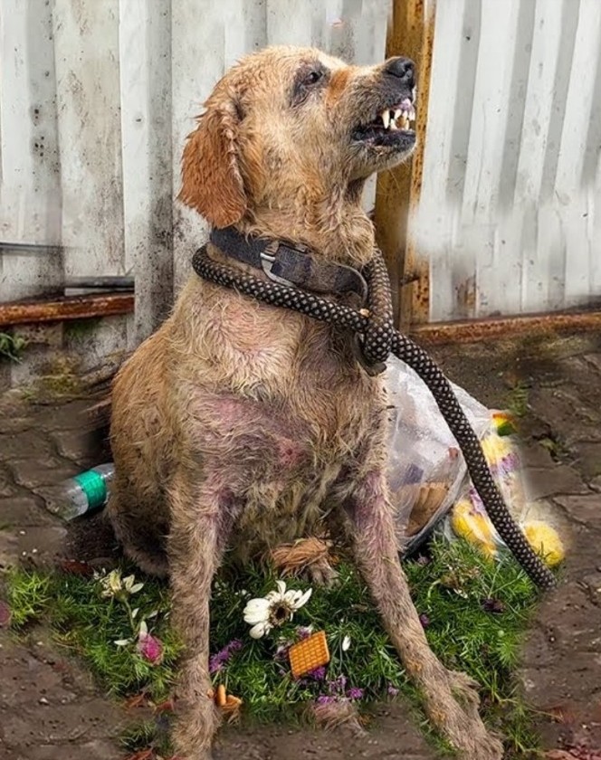 Angel s Final Journey - A Rescued Dog s Story of Love and Loss
