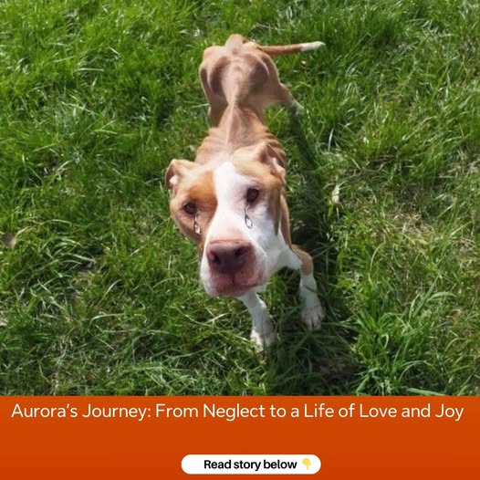 Aurora Journey From Neglect to a Life of Love and Joy