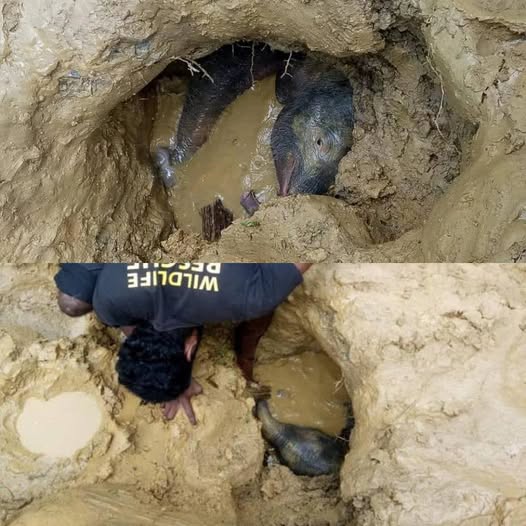 Covered in mud and crying for his mother, the baby elephant was pulled to safety—just as his strength began to fade. 😳💔