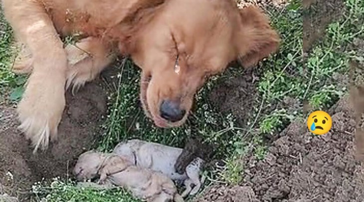 Dog Covered in Porcupine Quills Gets Life-Saving Help from Local Hero