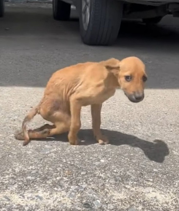 From Tragedy to Hope - Rescuers Rally to Help Injured Soul Overcome Dog Attack