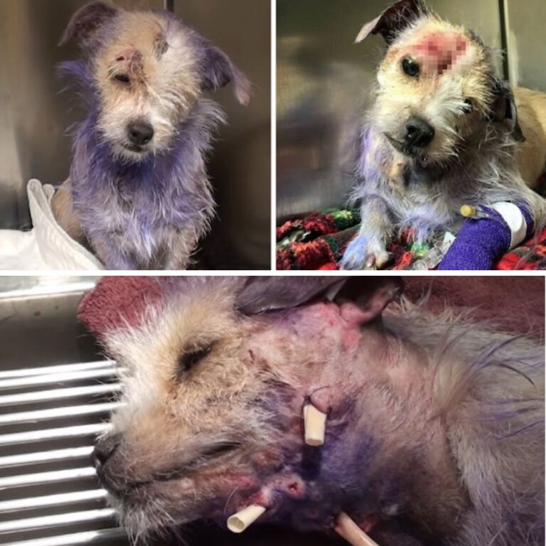 Her fur was purple, but her pain was invisible a life marked by abandonment and abuse