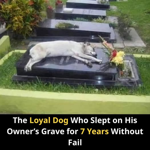The loyal dog who slept on his owner's grave for 7 years