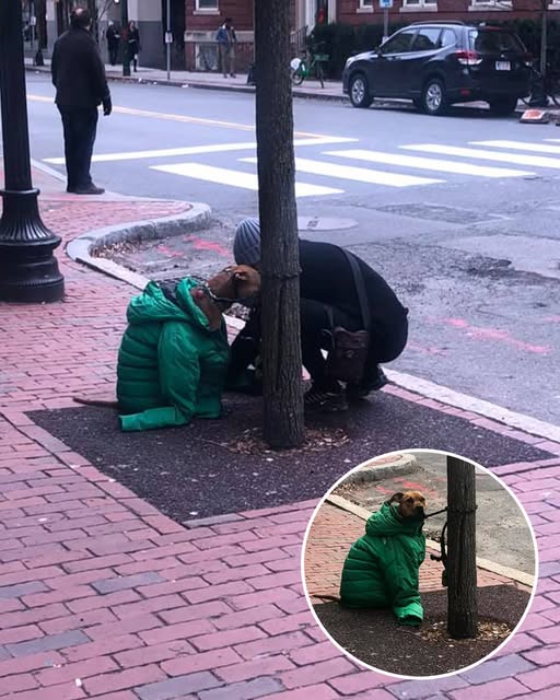 The woman saw a dog tied to a tree in the cold. What she did next impressed the whole world