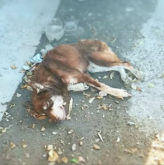 Weak and exhausted, a dog collapsed on the street, close to giving up on life. But kindness and compassion gave him the second chance he never expected.
