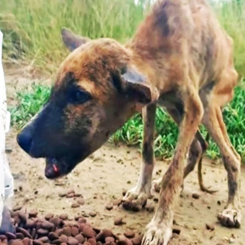 poor dog