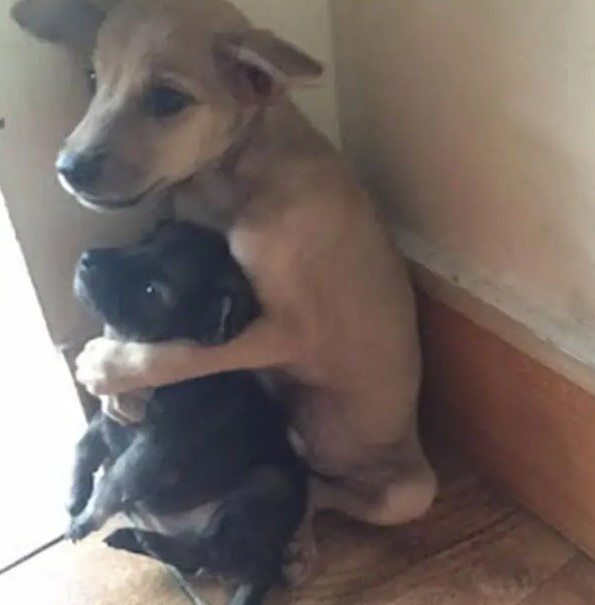 puppy