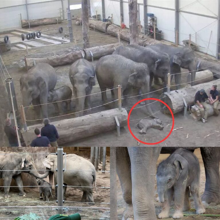 ANIMAL KINGDOM SHOCKER! ENTIRE ELEPHANT HERD STOPS TO “MOURN” DEAD CALF – HEARTBREAKING SCENE BRINGS MILLIONS TO TEARS!
