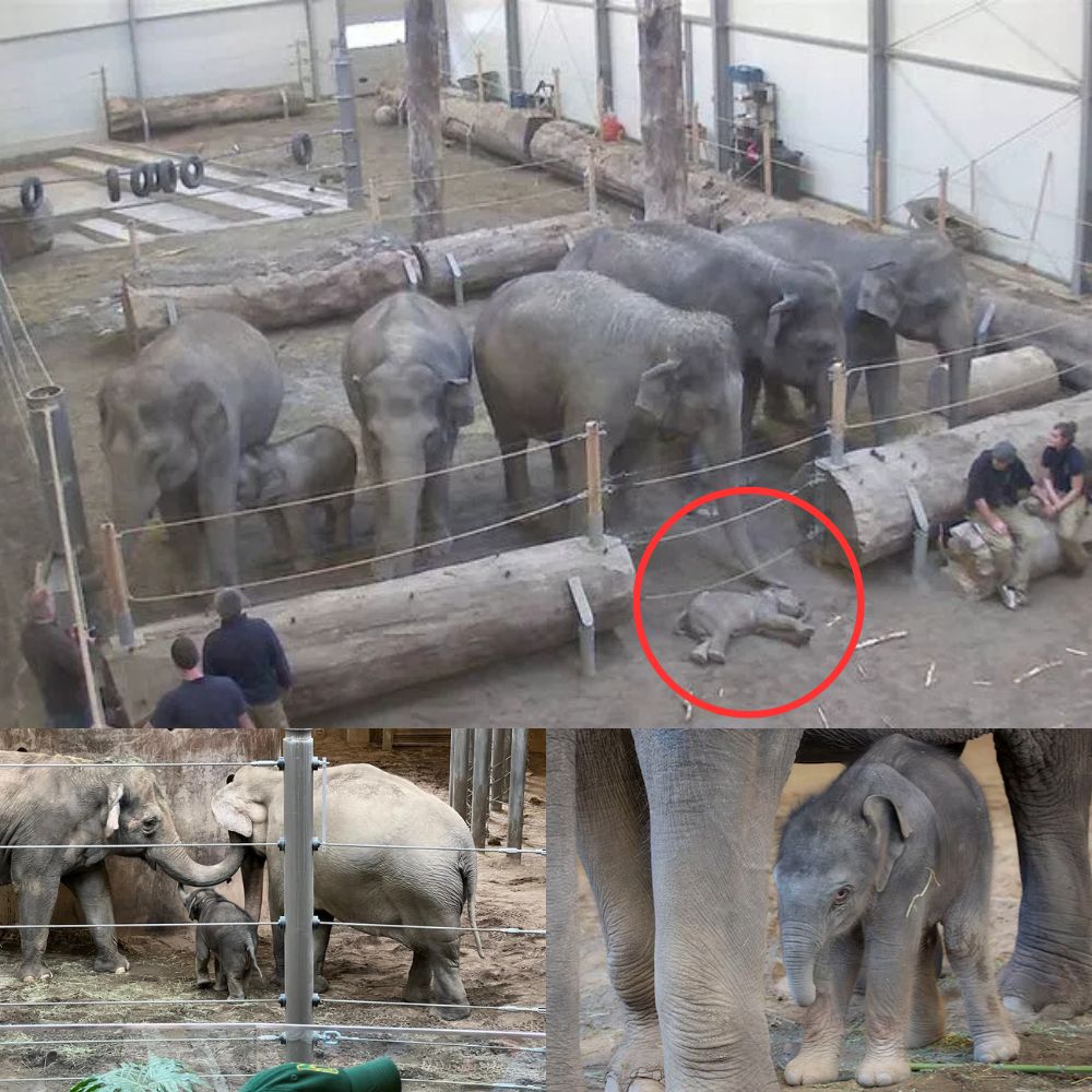 ANIMAL KINGDOM SHOCKER! ENTIRE ELEPHANT HERD STOPS TO “MOURN” DEAD CALF – HEARTBREAKING SCENE BRINGS MILLIONS TO TEARS!