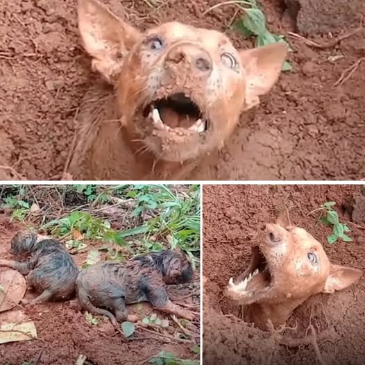 Buried in Mud but Not Forgotten