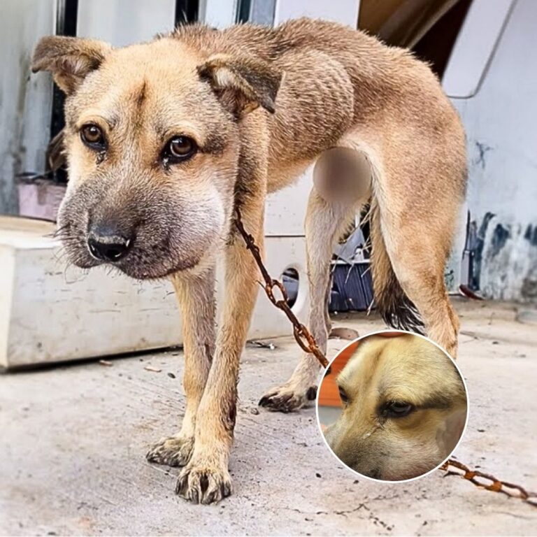 Three Years on a Chain—When Rescuers Arrived, This Dog Cried Like a Child