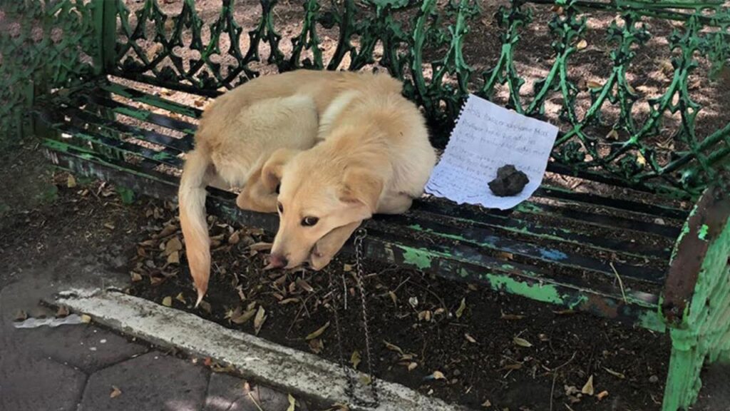 Pity-the-Poor-Dog-Abandoned-in-the-Park-With-a-1024x576-1-1
