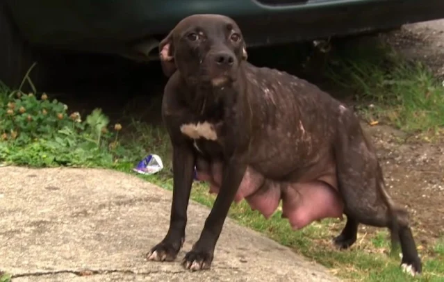 dog-rescue.jpg-1